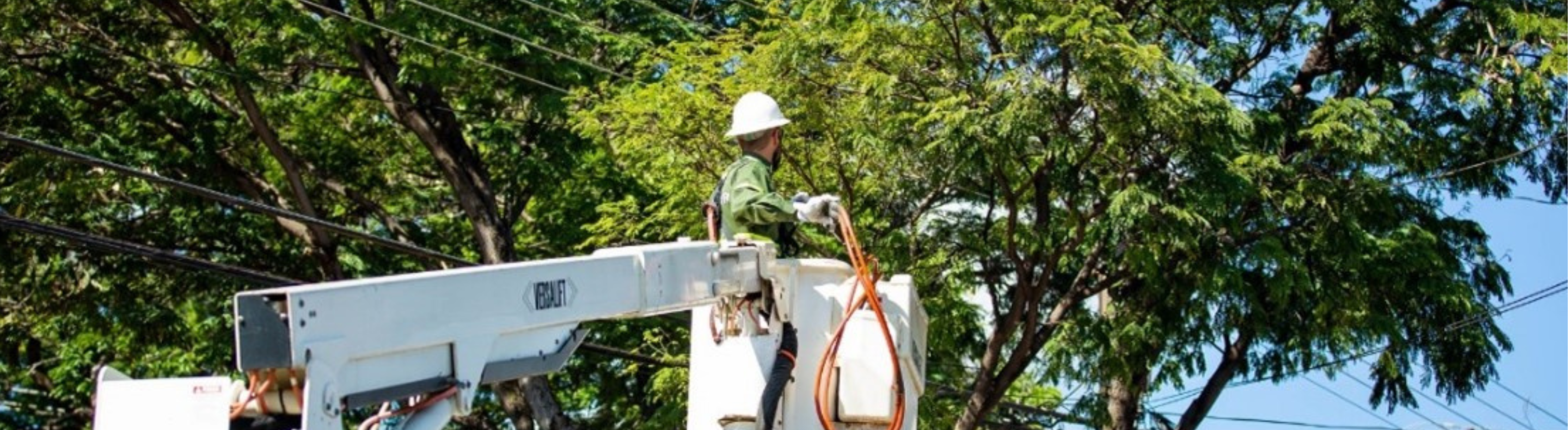 Imagem mostra eletricista da Neoenergia realizando poda preventiva em árvore