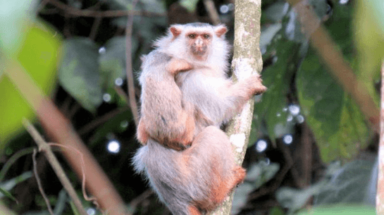 nova-especie-de-macaco