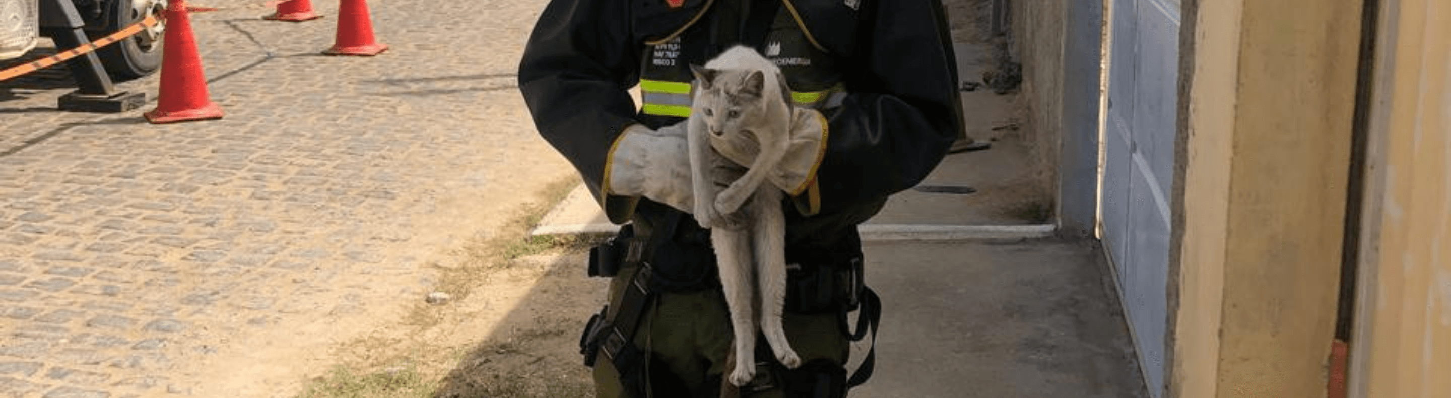 Gato resgatado pelo técnico da Neoenergia