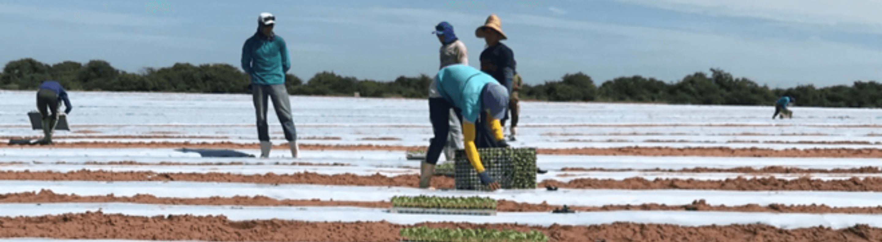 Trabalhadores rurais