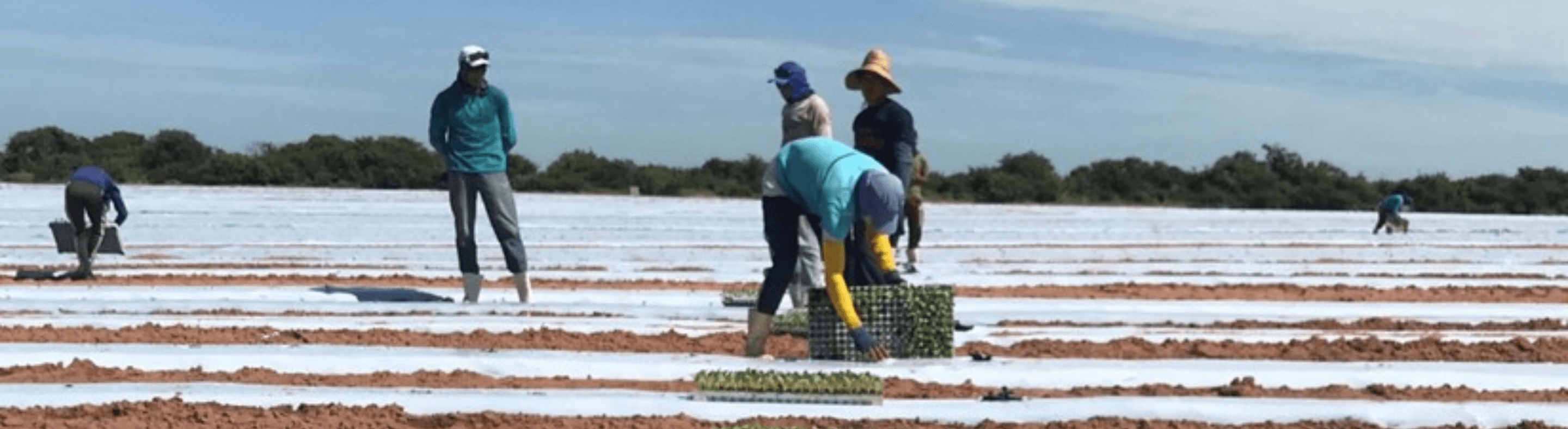 Trabalhadores rurais