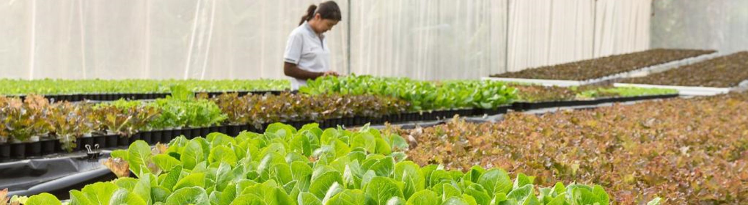 Clientes aquiculturores e irrigantes da Neoenergia Coelba