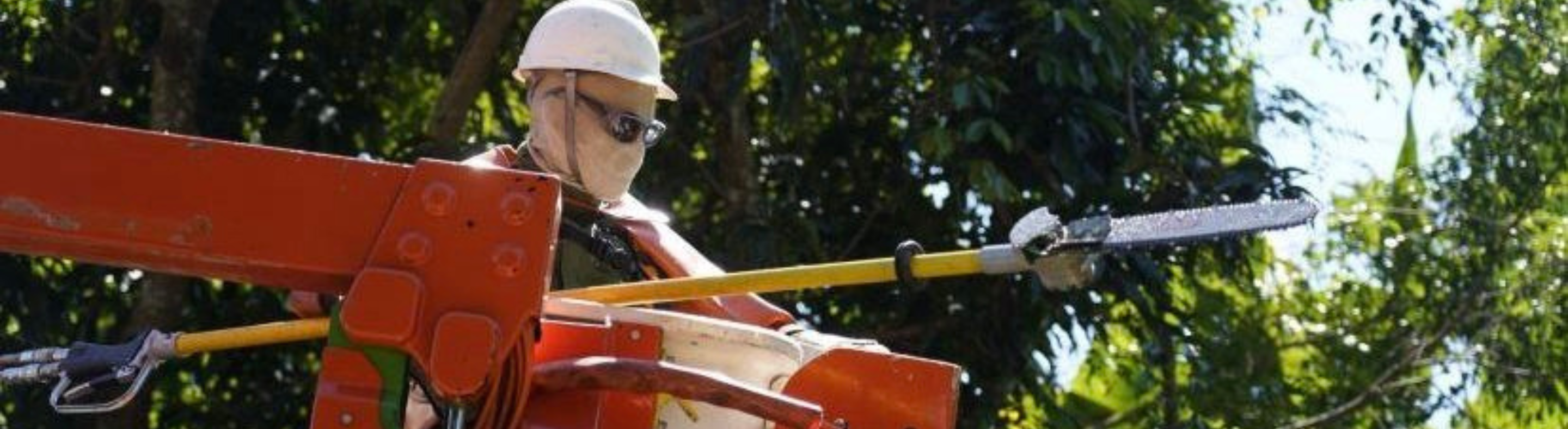 Colaborador da Neoenergia realiza uma poda de árvore