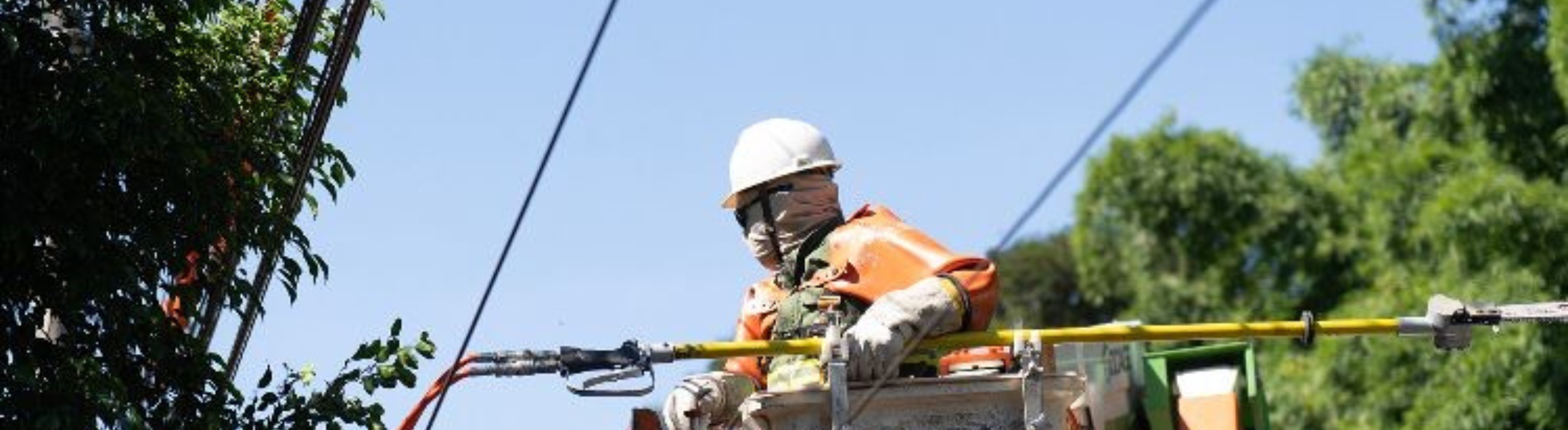 Colaborador da Neoenergia realiza uma poda de árvore