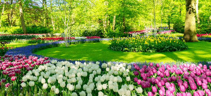 imagem de flores da primavera