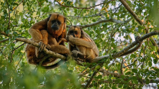 Amazônia - Macaco