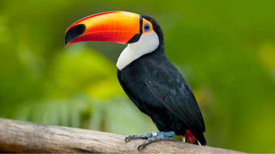 Amazônia - Tucano