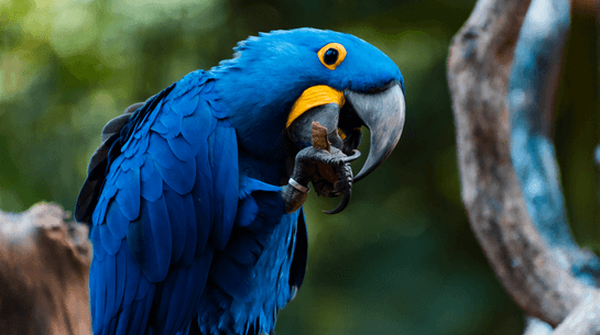 Cerrado - Aarara Azul