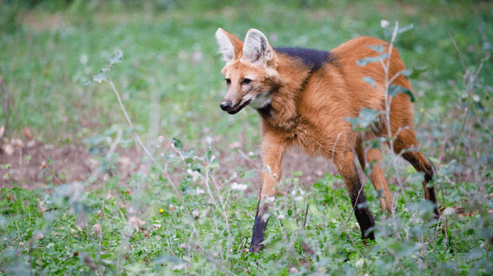 Cerrado - Lobo guará