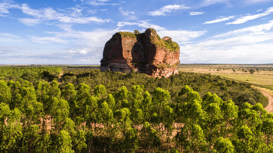 imagem da vegetação do bioma cerrado