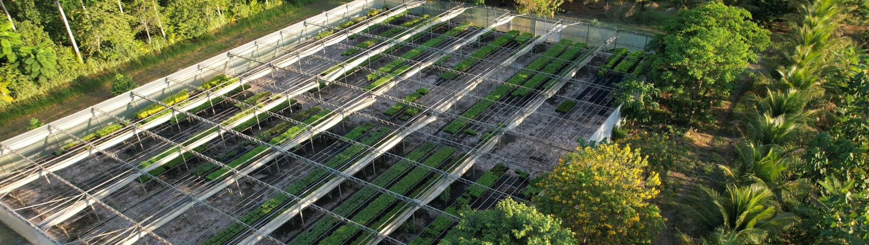 Carbon2Nature Brasil anuncia parceria inédita com Biomas em projeto de restauração de floresta nativa no país