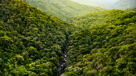 Atlantic forest: the most threatened biome in Brazil - Neoenergia