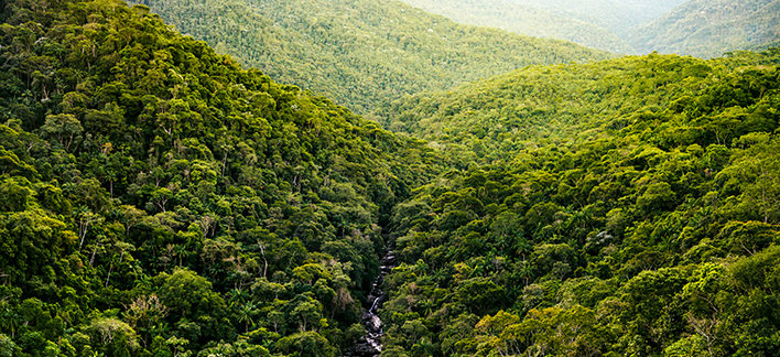 Atlantic forest: the most threatened biome in Brazil - Neoenergia