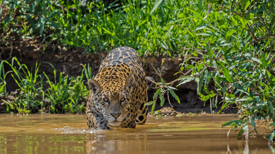 Pantanal - Onça