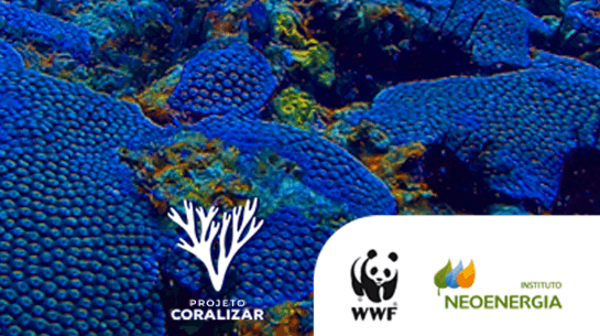 Corals