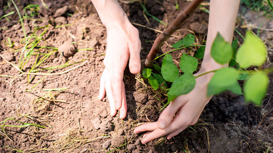 Mãos plantando muda de árvore.