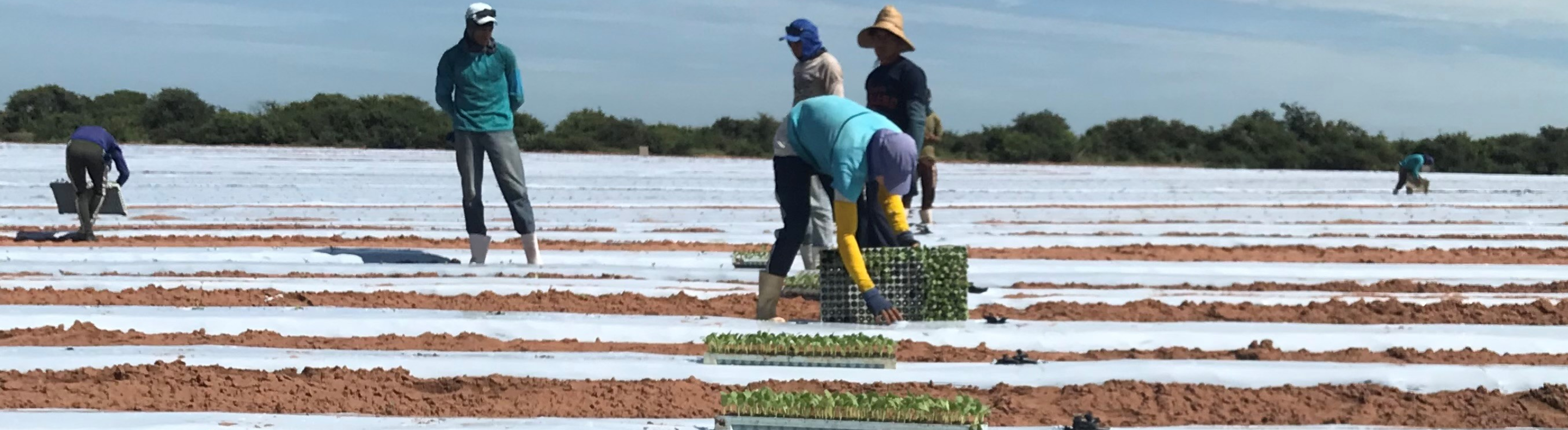 Imagem mostra trabalhadores em área de agricultura irrigada