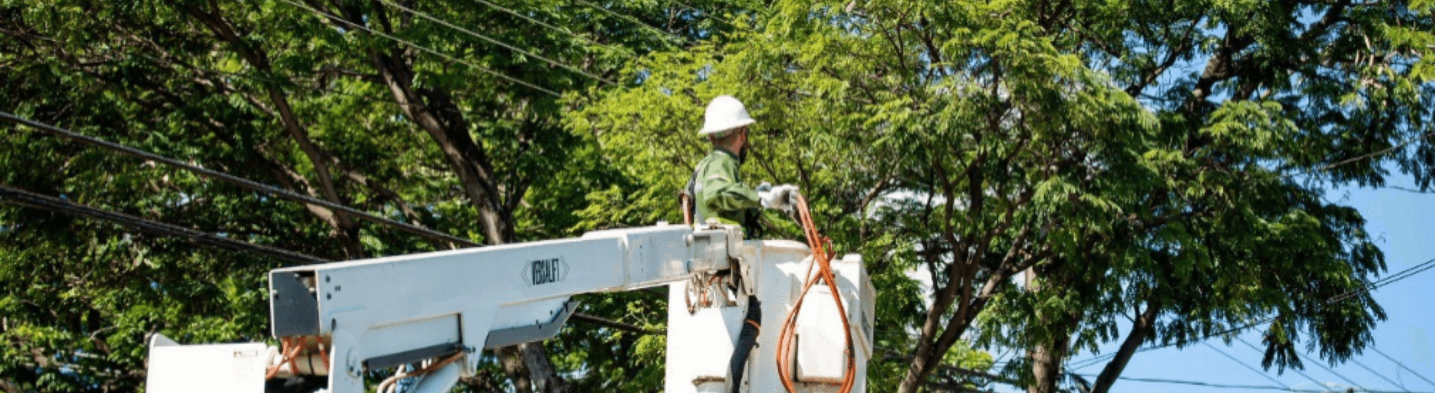 Eletricista da Neoenergia Elektro realizando poda de árvore