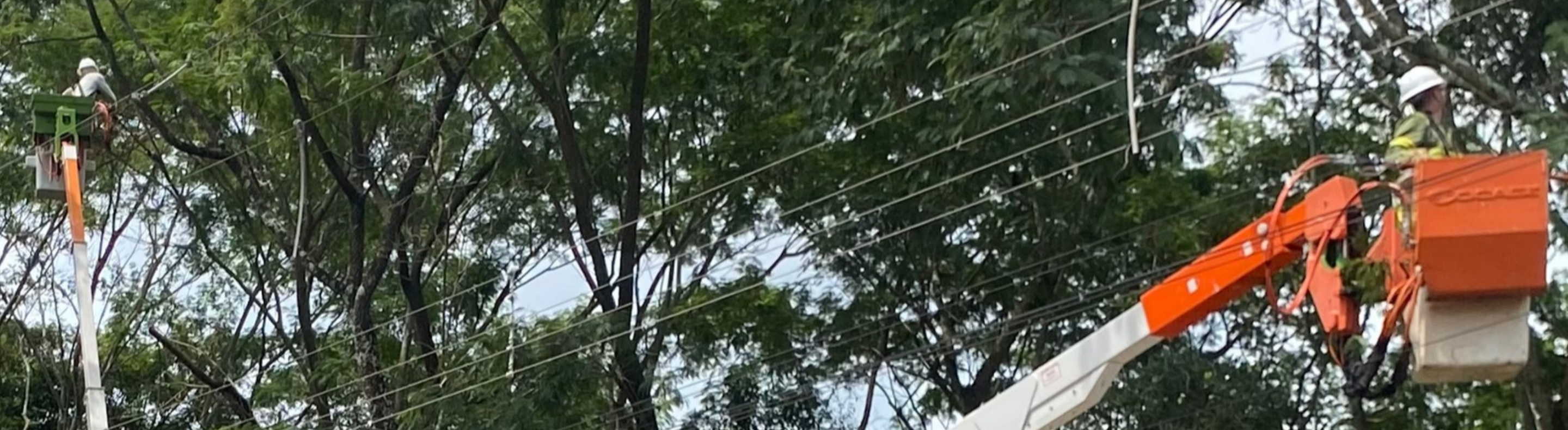 Podas e manutenções preventivas reforçam segurança da rede elétrica de Registro e cidades vizinhas